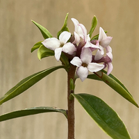 Daphne tangutica SDR8318